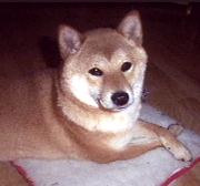 Shiba Inu mother Abby