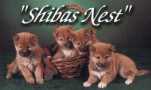 Shibas Nest Puppies
