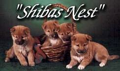 These beautiful puppies are from Shiba's Nest.