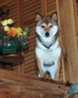 Toiya was one of Jane's first Shibas and is a show winner.